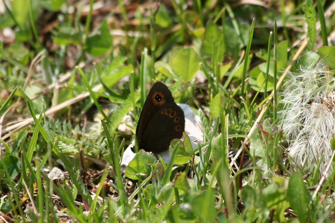 Erebia medusa?